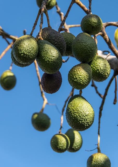 Avokádo: Zdravá večeře plná vitamínů