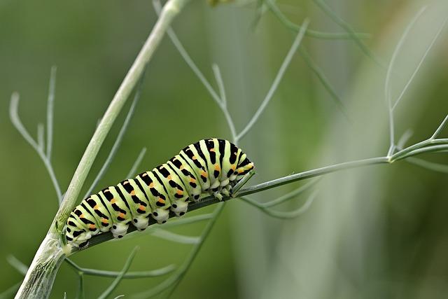 Jak se zbavit housenek bio: Přírodní metody ochrany rostlin