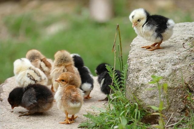 Bio farma: Jak začít a prosperovat v ekologickém zemědělství