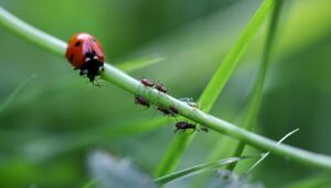 Bio postřik na mšice: Efektivní ochrana vašich rostlin