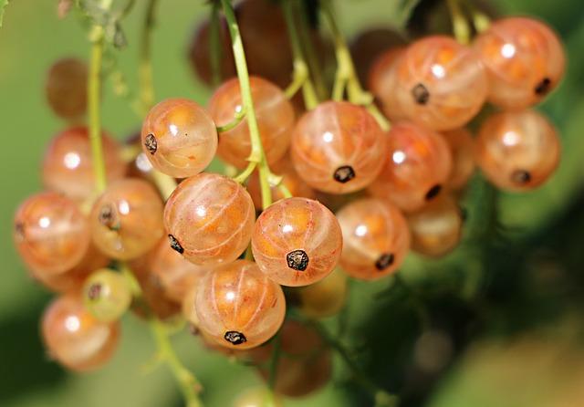 Antioxidanty v potravinách: Jak bojují proti stárnutí?