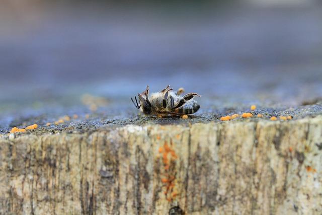 Pesticidy v potravinách: Jaké jsou rizika a jak se chránit?