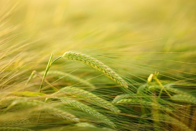 Obiloviny obsahující lepek: Kompletní seznam pro vaši dietu