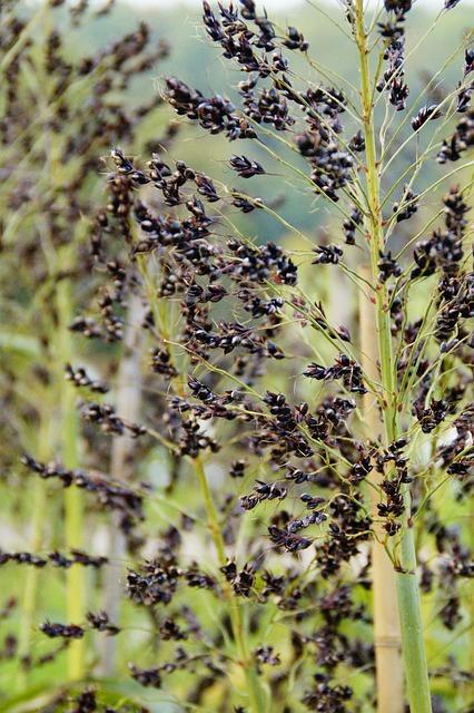 Transglutamináza a celiakie: Co potřebujete vědět?