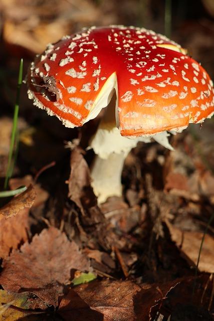 Rizika spojená s přítomností lepku ve snídani