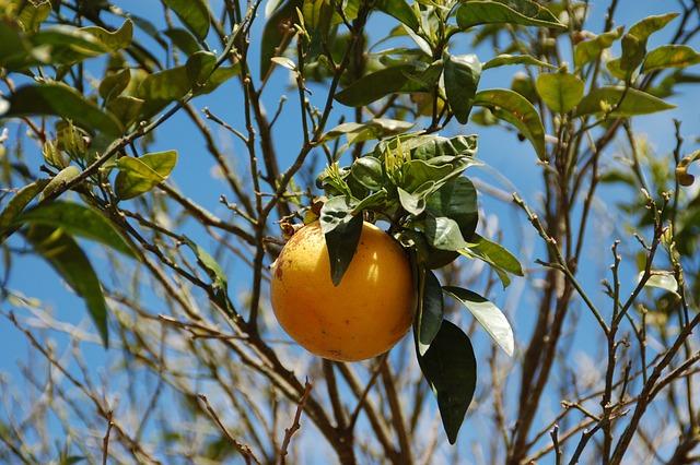 Výhody konzumace rajčat a pomelo ve večeři