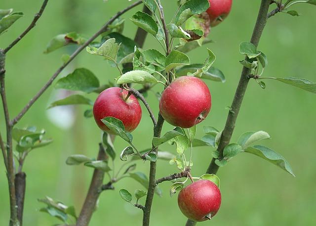 Bio Jablka: Zdravá Volba Pro Vás a Pro Planetu