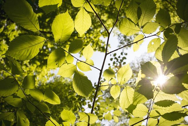 Přírodní Energický Boost Pro Tvé Ranní Rutiny