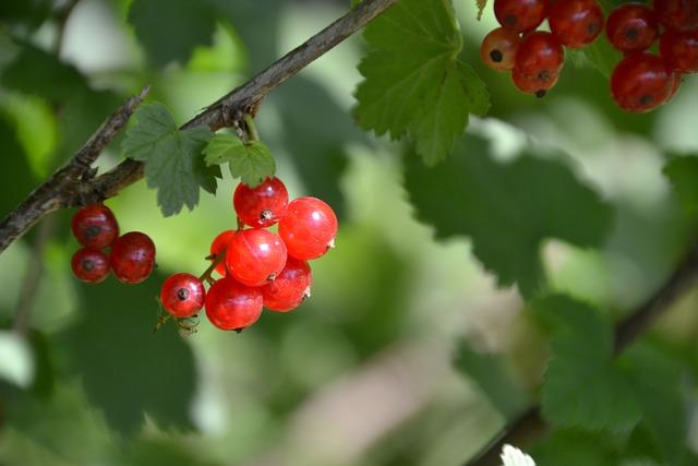 Výhody konzumace bio potravin