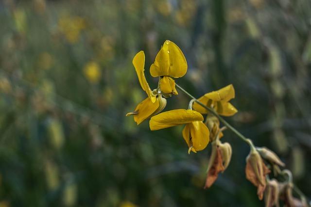 Jaké jsou možné zdravotní přínosy a rizika spojená s nadměrným příjmem omega-6?