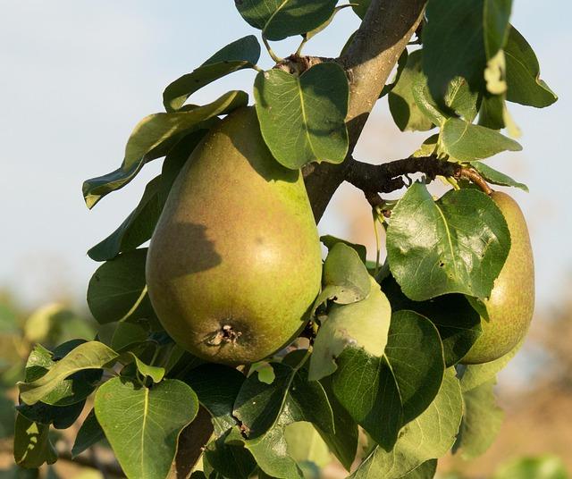 Nutriční doporučení pro pacienty s alergií na lepek