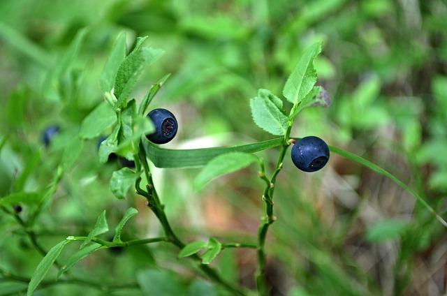 Fialová Jizerská borůvka dodává muffinům svěžest a lahodnou chuť